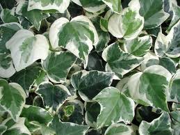 Algerian Ivy Varigated 4" []